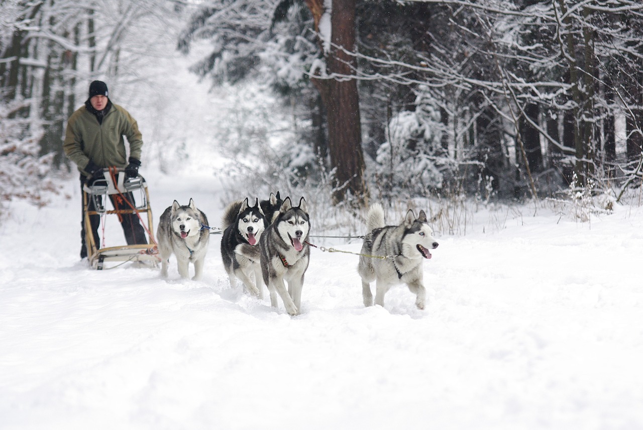 The Characteristics of Siberian Huskies